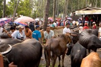 Livestock_For_Sale_in_Philippine_Marketplace